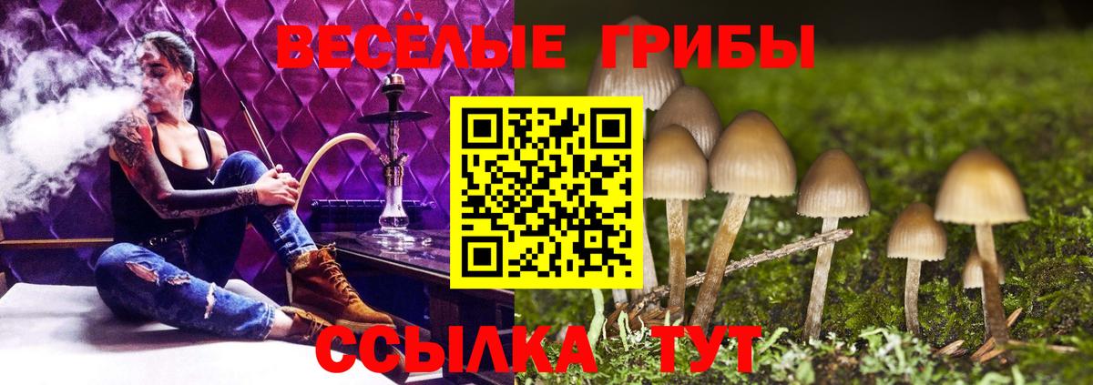 Воткинск  наркотики  Вход с VPN  Галлюциногенные грибы Psilocybe 